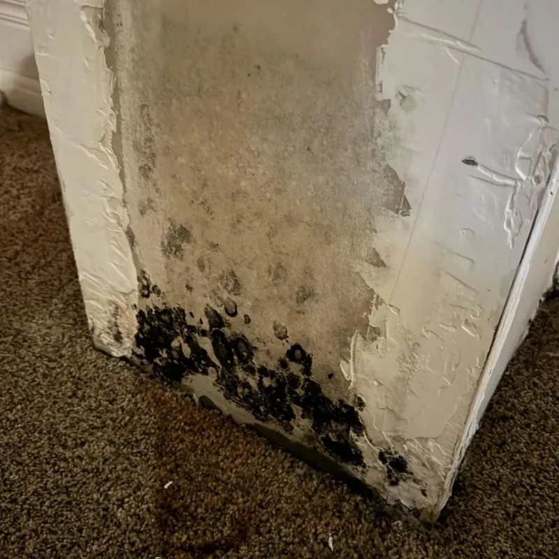 Professional Mold Removal in Becker, MN